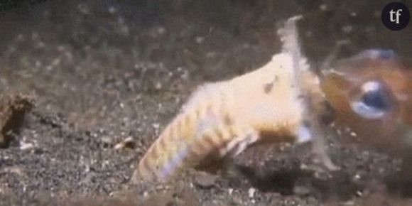 Ce ver de terre est vraiment terrifiant ! - vidéos