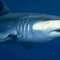 Un requin fait une peur bleue aux baigneurs du bassin d’Arcachon 