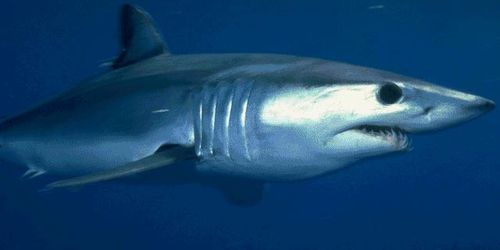 Un requin fait une peur bleue aux baigneurs du bassin d’Arcachon 