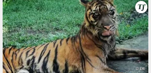 Zoo de la mort : le calvaire de la tigresse Mélanie
