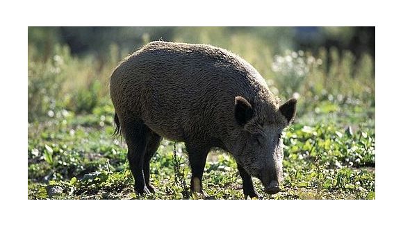 Algues vertes: 28 sangliers retrouvés morts à Morieux et Hillion (Côtes d'Armor)