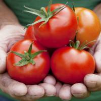 Le burger de tomates, on vous explique tout en moins de 4 minutes – Vidéo 