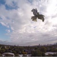 Quand un faucon attaque et casse un drone - en vidéo