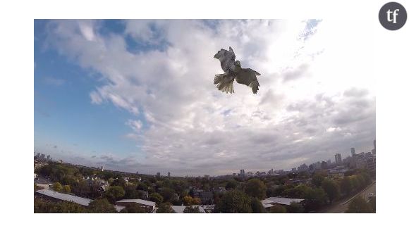 Quand un faucon attaque et casse un drone - en vidéo