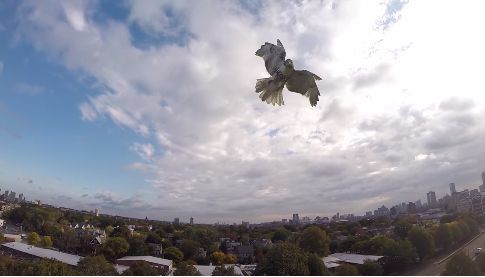 Quand un faucon attaque et casse un drone - en vidéo