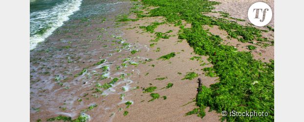 Algues vertes : Nathalie Kosciuko-Morizet ordonne la fermeture des plages