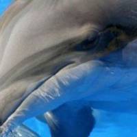 Joséphine, le dauphin du « Grand Bleu » est mort cette nuit à Antibes