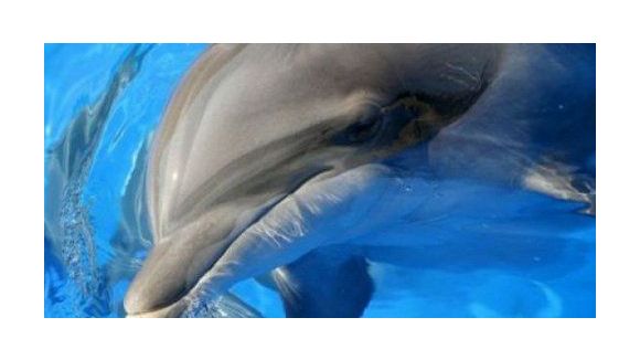 Joséphine, le dauphin du « Grand Bleu » est mort cette nuit à Antibes