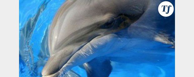 Joséphine, le dauphin du « Grand Bleu » est mort cette nuit à Antibes