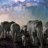 La nuit des éléphants : un voyage magique sur France 2 Replay