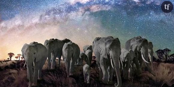 La nuit des éléphants : un voyage magique sur France 2 Replay