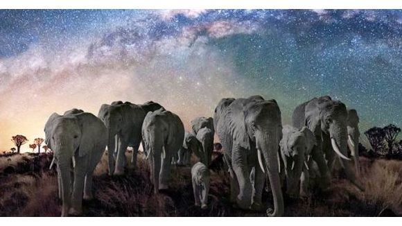 La nuit des éléphants : un voyage magique sur France 2 Replay