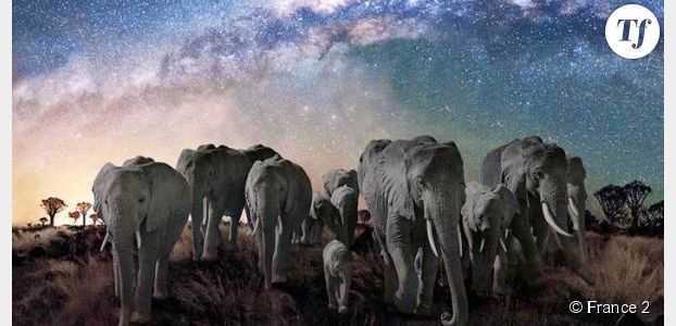 La nuit des éléphants : un voyage magique sur France 2 Replay