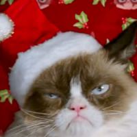 4 astuces pour protéger votre sapin des griffes de votre maudit chat