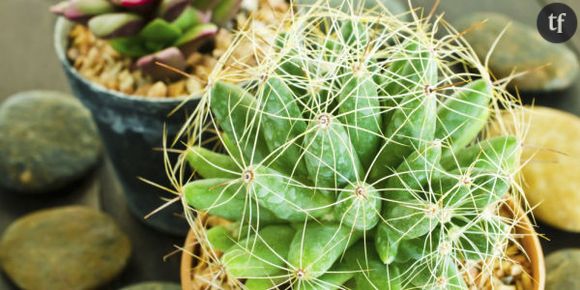 On n'arrose pas un cactus (et autres idées reçues sur les cactées)