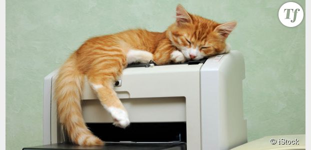 Au Japon, venir au bureau avec son chat peut rapporter 35 euros par mois