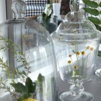 Que mettre sous ses cloches en verre ? 