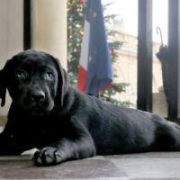 François Hollande : son chien Philae fait encore des bêtises 