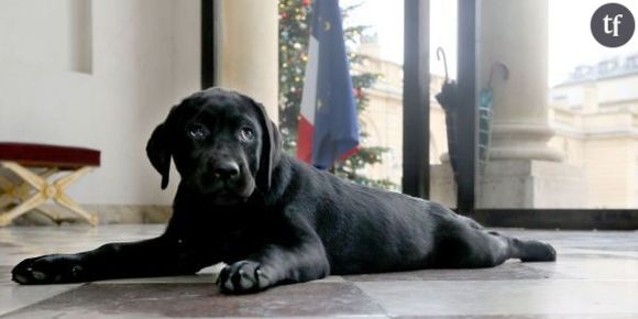 François Hollande : son chien Philae fait encore des bêtises