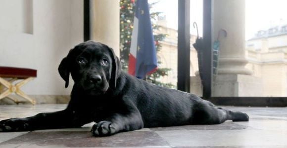 François Hollande : son chien Philae fait encore des bêtises 