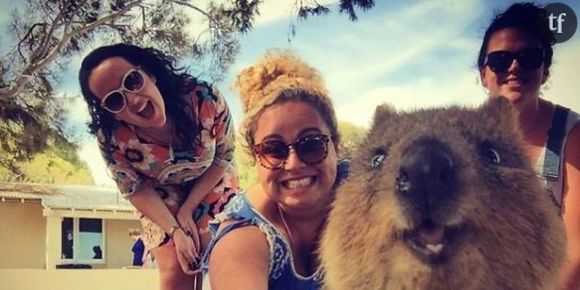 Les selfies de quokka, la tendance la plus cute de 2015