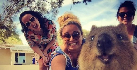 Les selfies de quokka, la tendance la plus cute de 2015