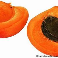 Recette concours : Gigot aux abricots