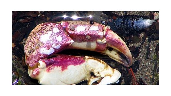 Pinces de crabes gratinées 