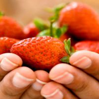 Calendrier des fruits de saison