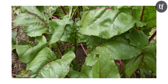 Conserves de betteraves rouges du jardin