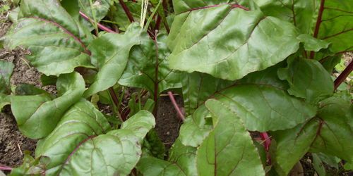 Conserves de betteraves rouges du jardin