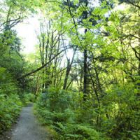 La forêt, le nouvel investissement à la mode