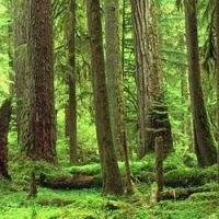 Honduras, les bataillons verts sauvent des forêts