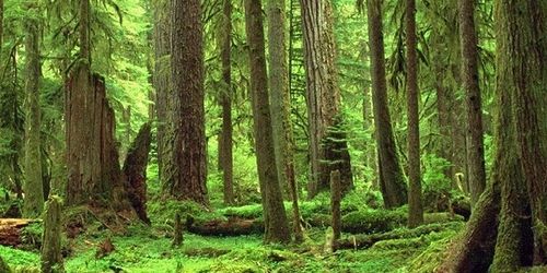 Honduras, les bataillons verts sauvent des forêts