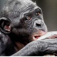 Pourquoi nous ressemblons tous à des bonobos