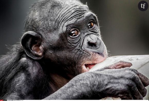 Un bonobo agissant comme un humain