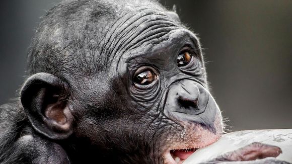 Pourquoi nous ressemblons tous à des bonobos