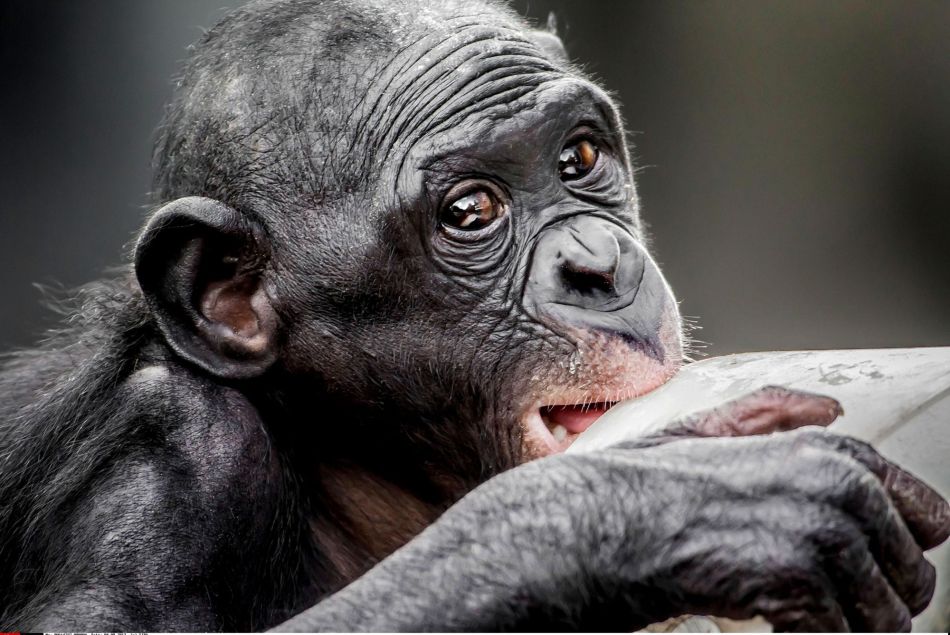 Un bonobo agissant comme un humain