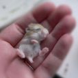 A défaut de vous mordre les doigts, ce bébé hamster s'y blottira pour une petite pause.