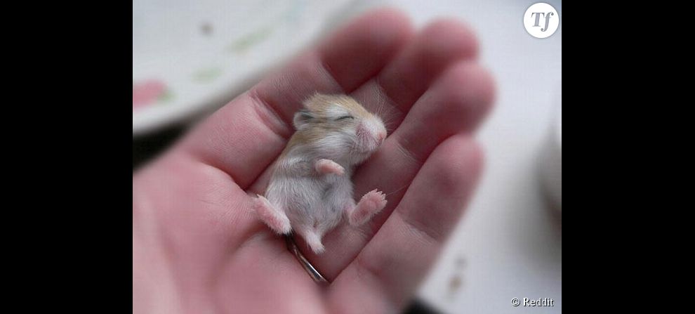 A défaut de vous mordre les doigts, ce bébé hamster s&#039;y blottira pour une petite pause.