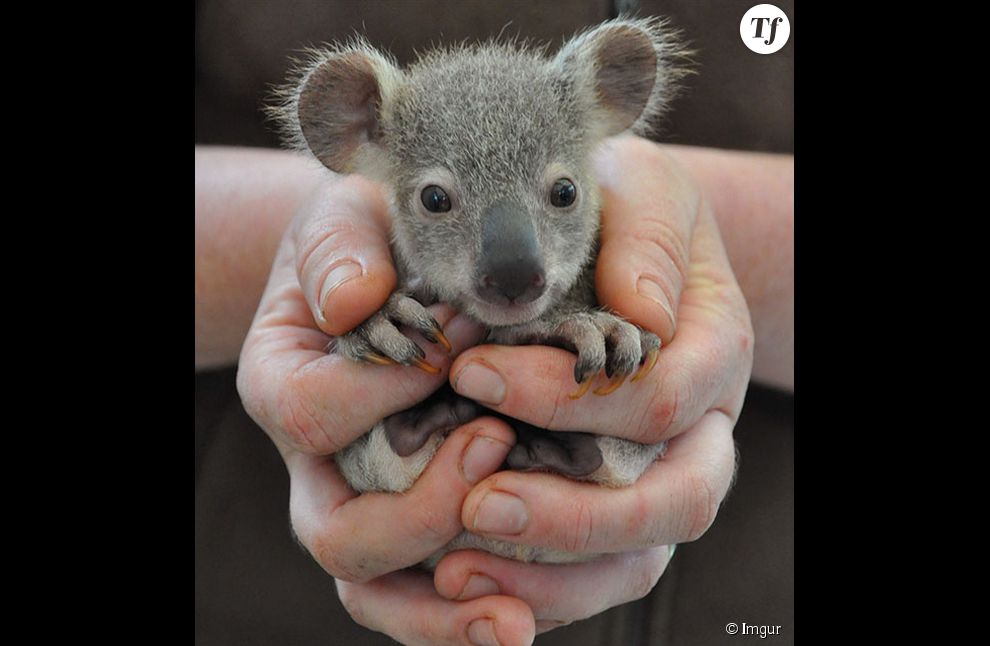 Classique mais toujours efficace : le bébé koala.