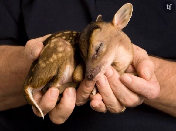 Un bébé faon.