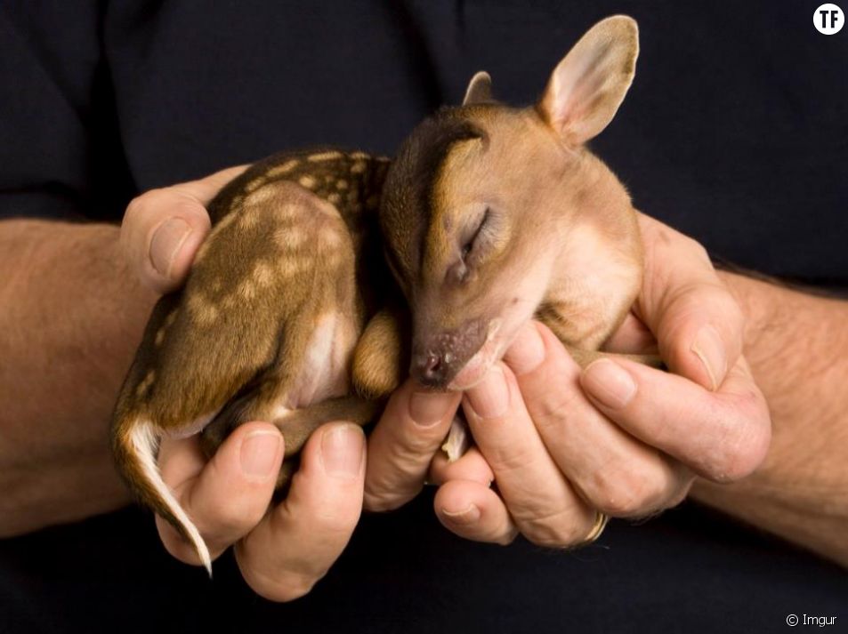 Bebes Animaux Qu On Reve De Tenir Dans La Paume De Nos Mains Terrafemina