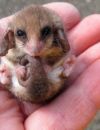 Un bébé opposum pygmée à croquer !