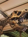 Squelette de dinosaure à l'Institut royal des sciences naturelles de Belgique.