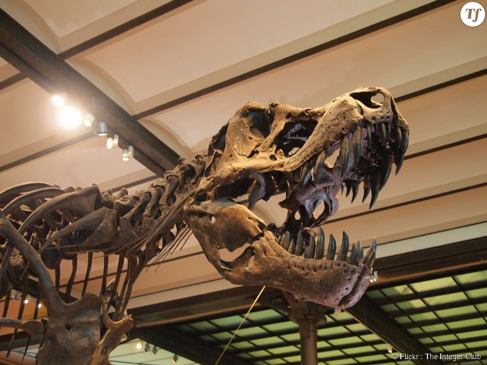 Squelette de dinosaure à l&#039;Institut royal des sciences naturelles de Belgique.