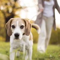 Faire semblant de s'évanouir devant son chien : le test-vérité qui buzze