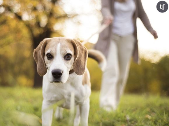 N'espérez pas trouvez du soutien de la part de votre chien, si vous vous évanouissez en pleine rue...