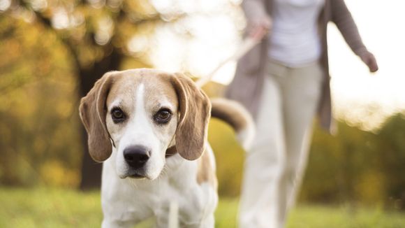 Faire semblant de s'évanouir devant son chien : le test-vérité qui buzze