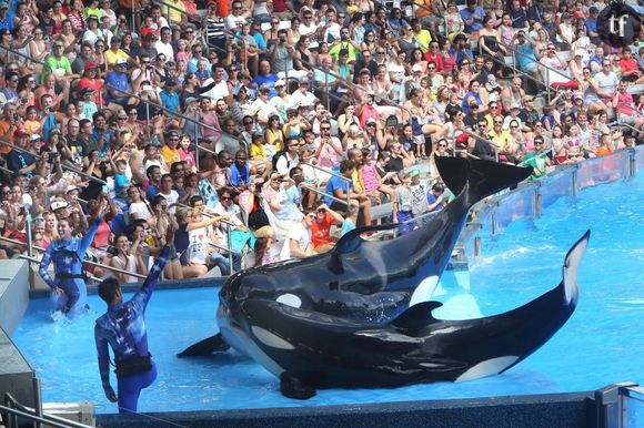 N'allez pas dans les parcs aquatiques qui détiennent des cétacés, ces derniers confrontent les animaux à une souffrance extrême...